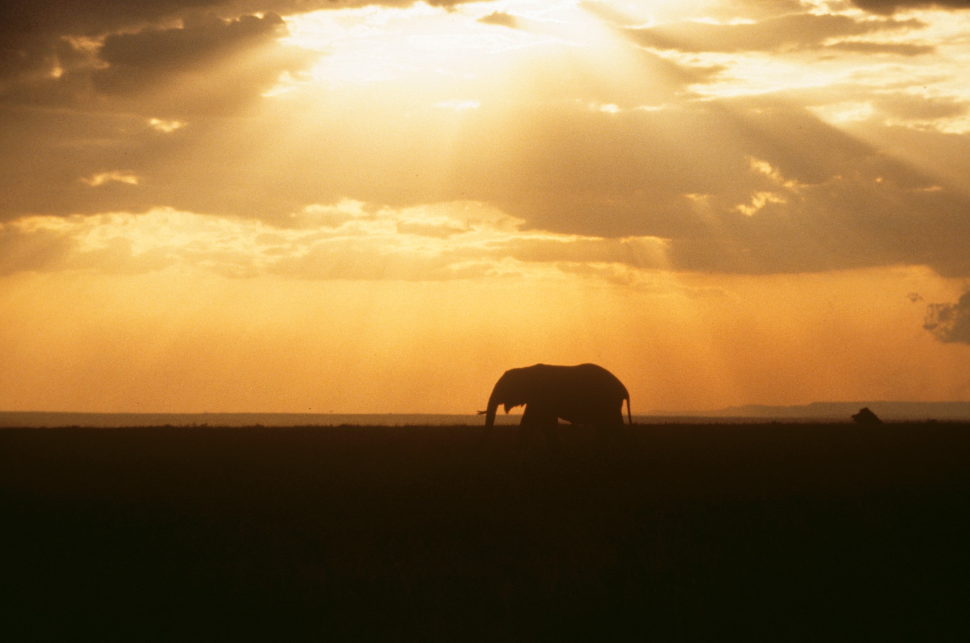 Elephant silhouetted against a golden African sunset