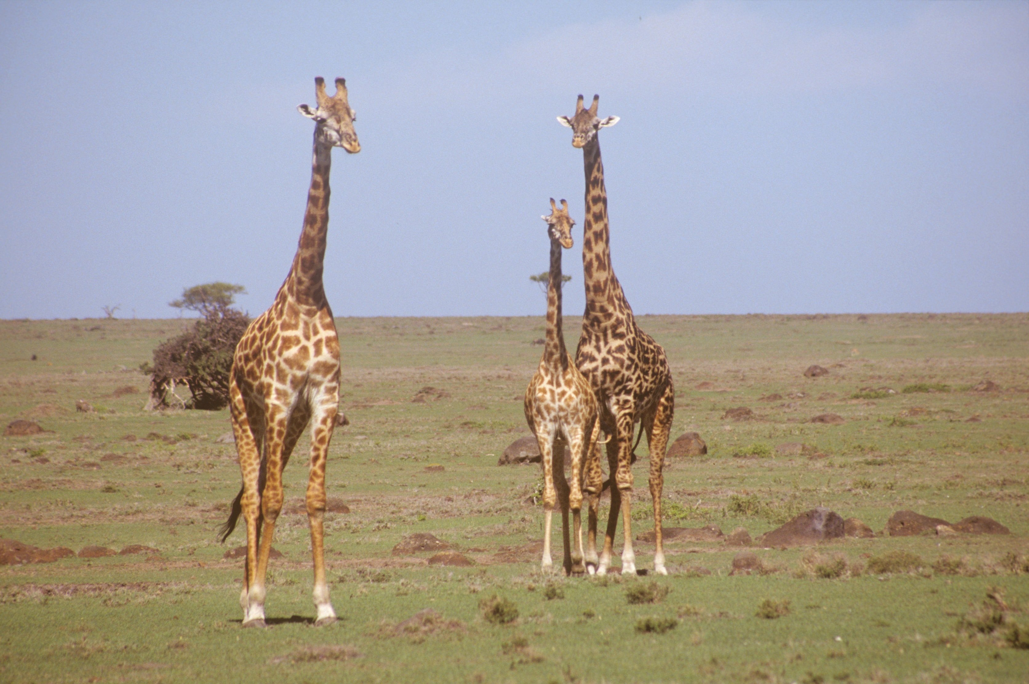 Three giraffes standing on the open savanna in Kenya