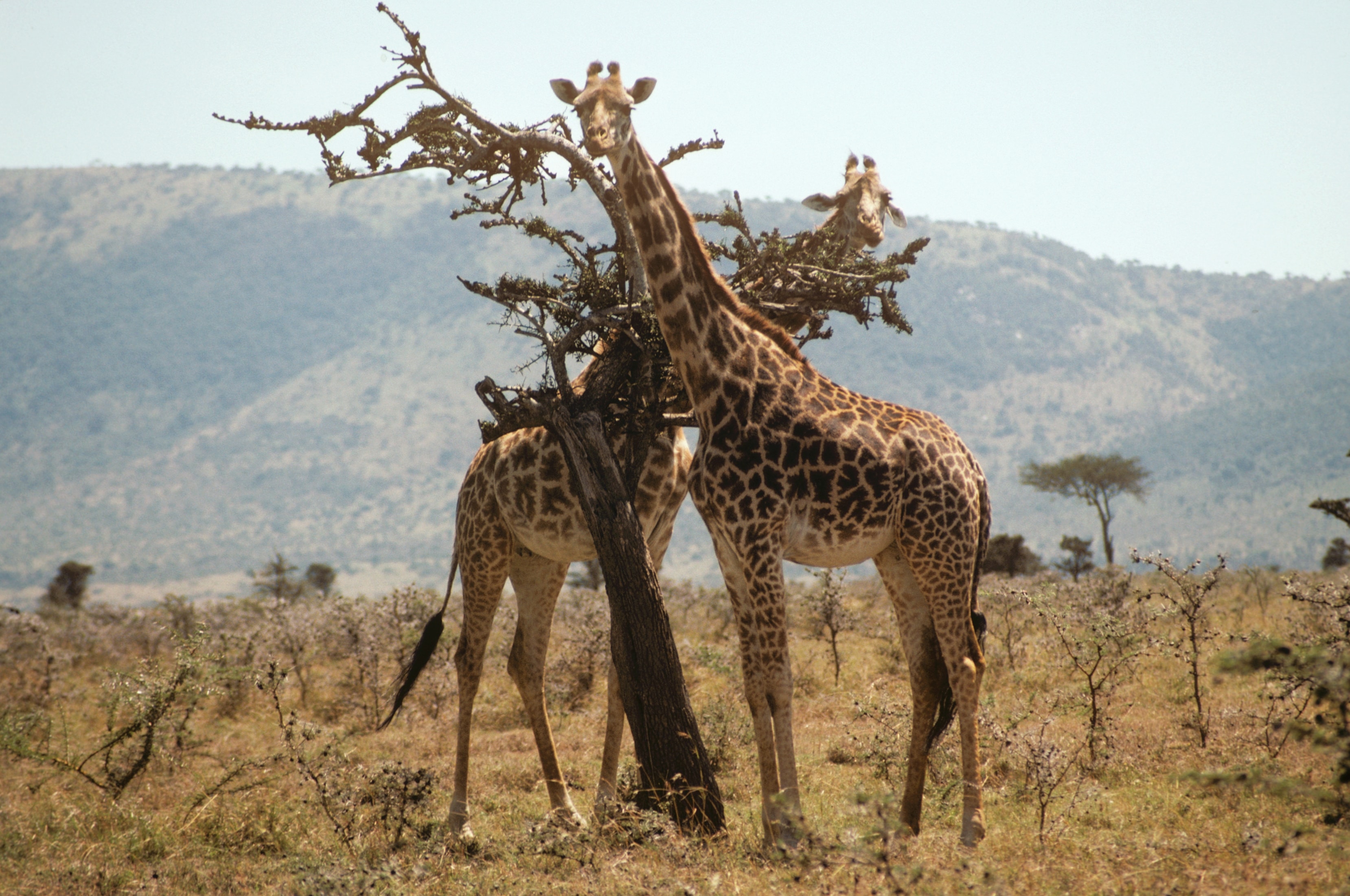 Two giraffes feeding from an acacia tree in Kenya