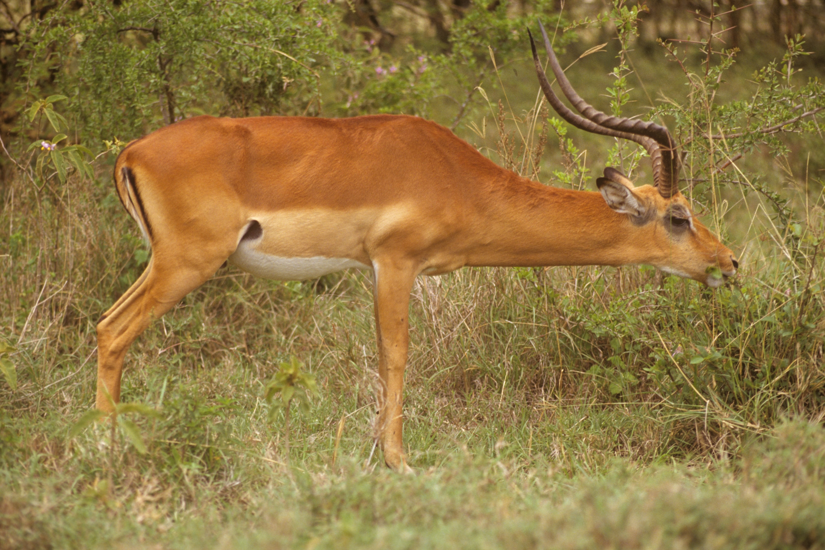 Impala grazing in the African bush