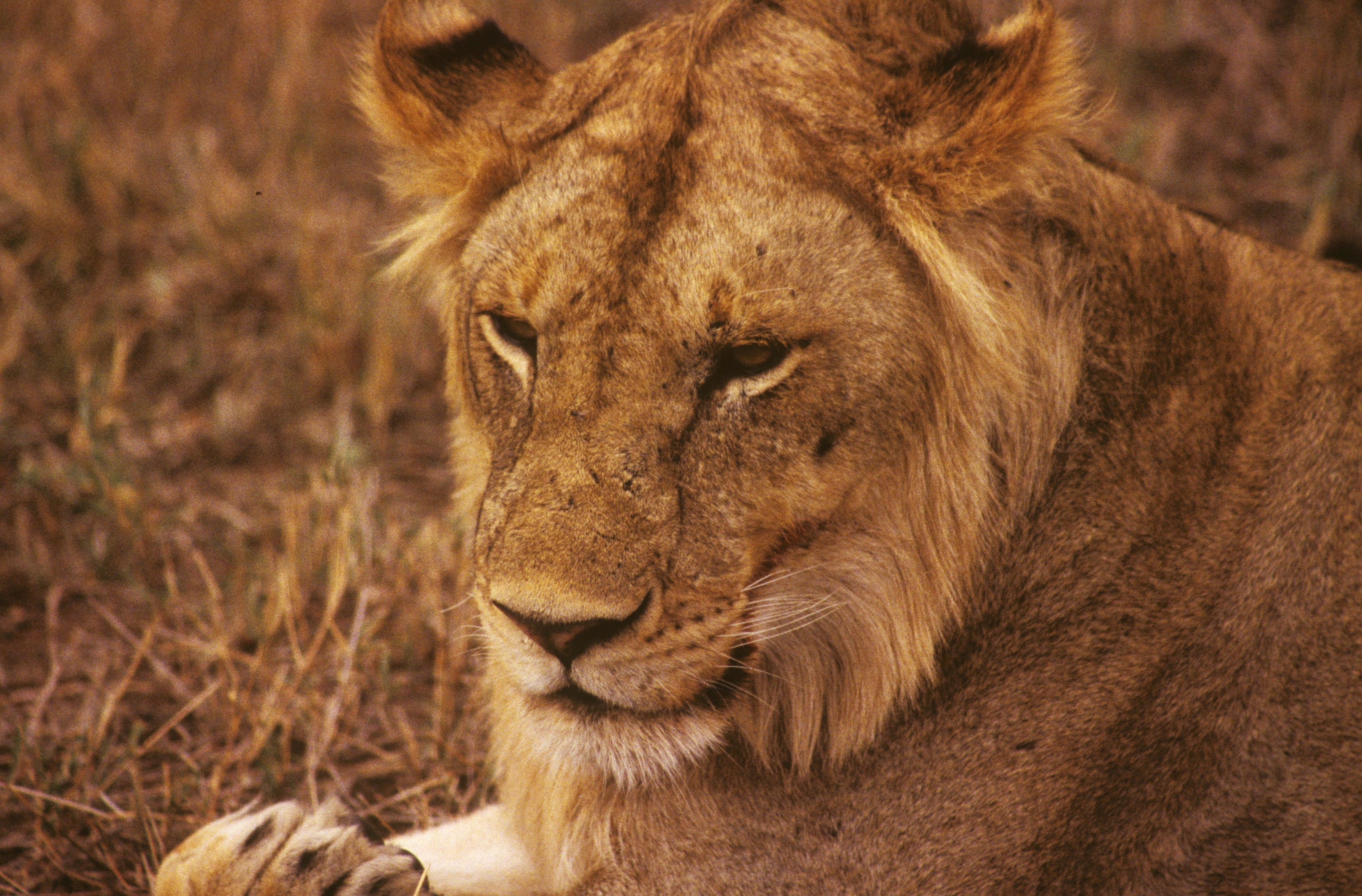 Close-up portrait of a young lion resting in the grass