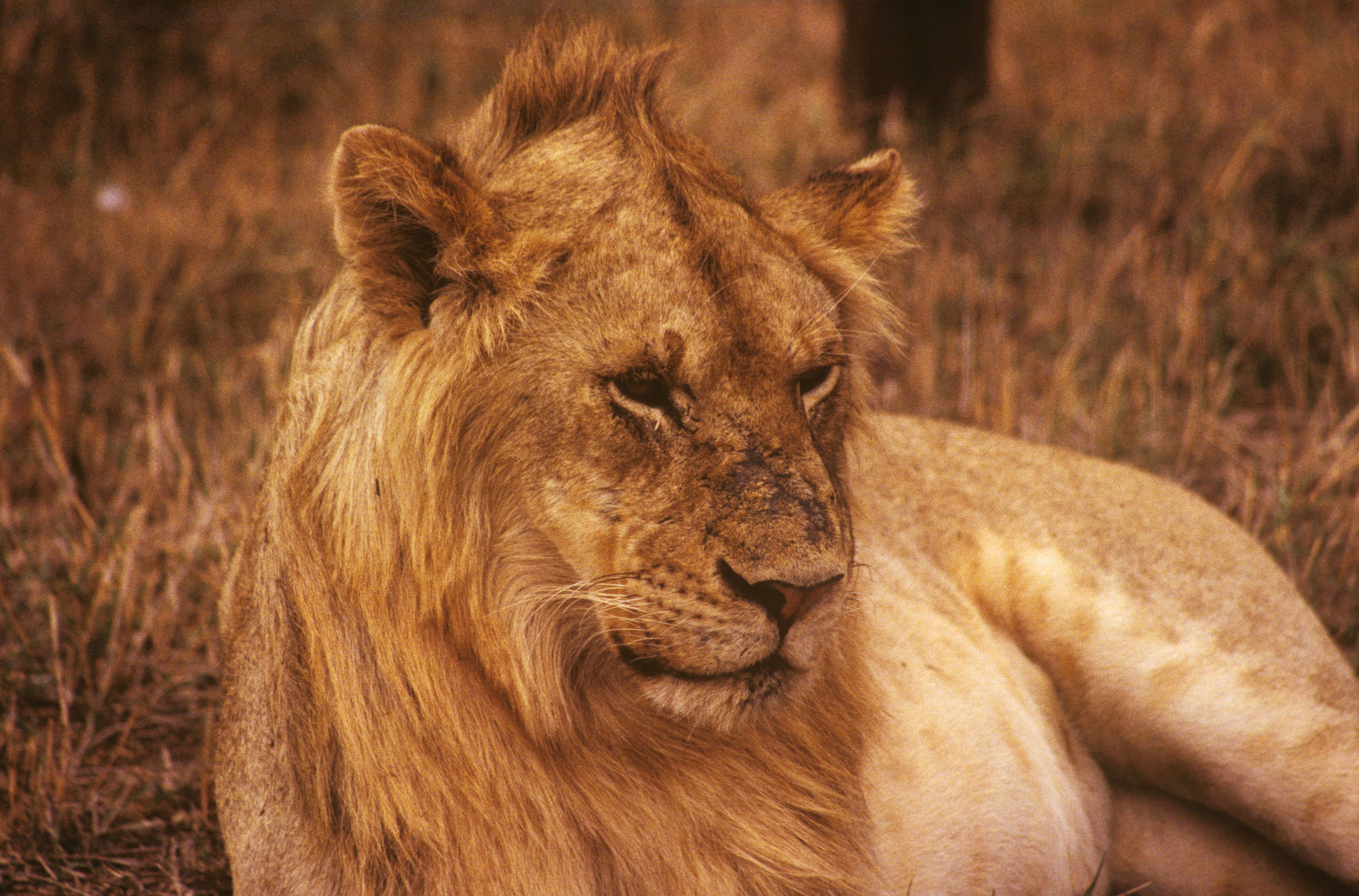 Close-up portrait of a lion with a full mane resting in the grass