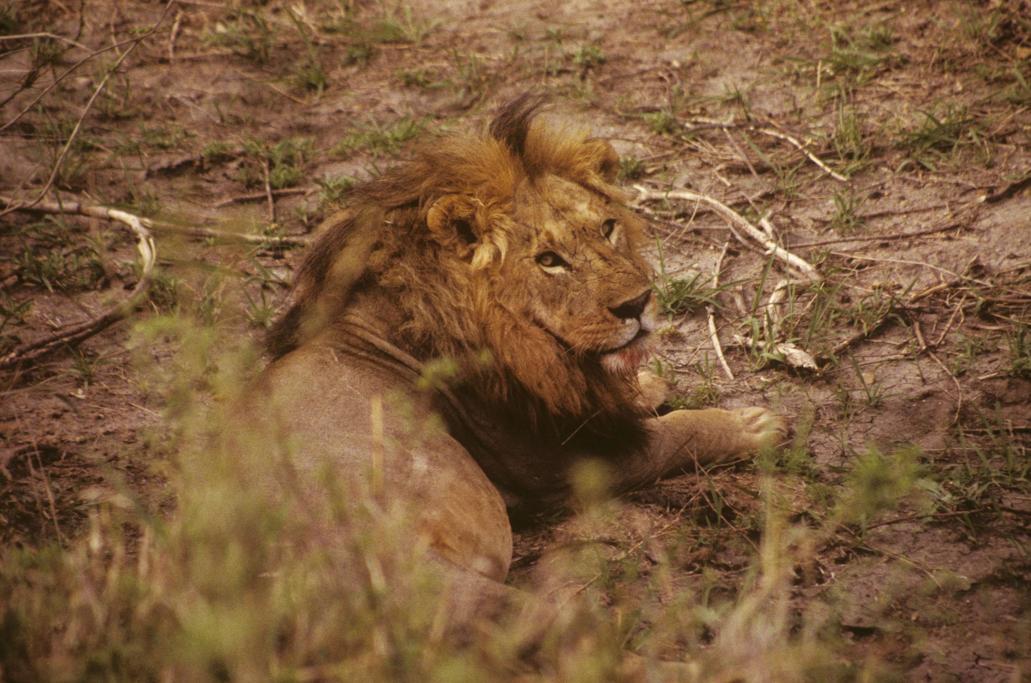 Male lion resting on the ground in Africa