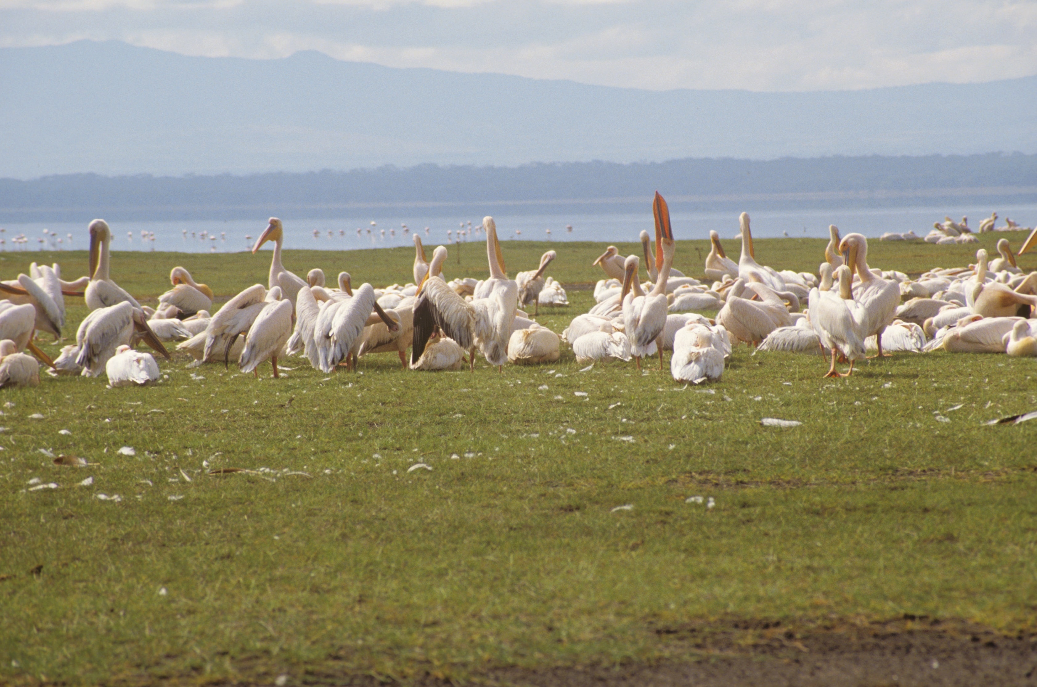 Flock of white pelicans gathered at a lake in Africa