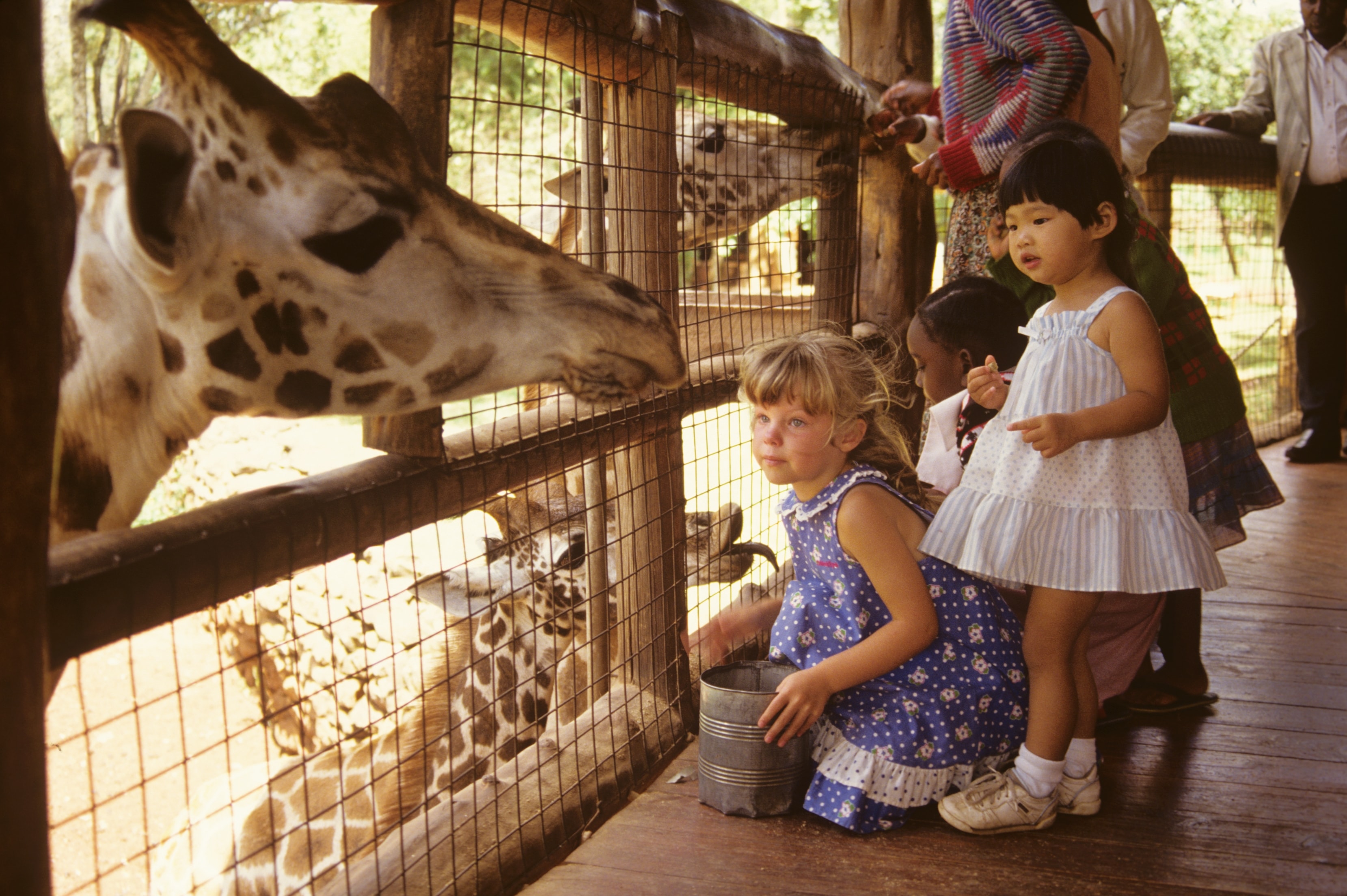 Children feeding a giraffe through a fence at a wildlife facility in Kenya