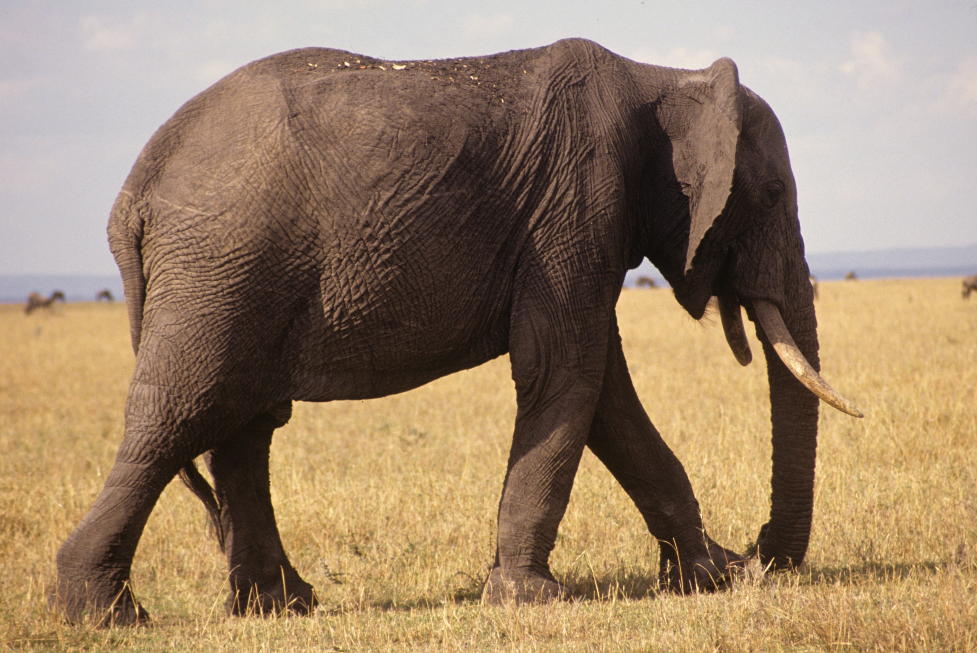 Elephant walking across the open savanna in Kenya