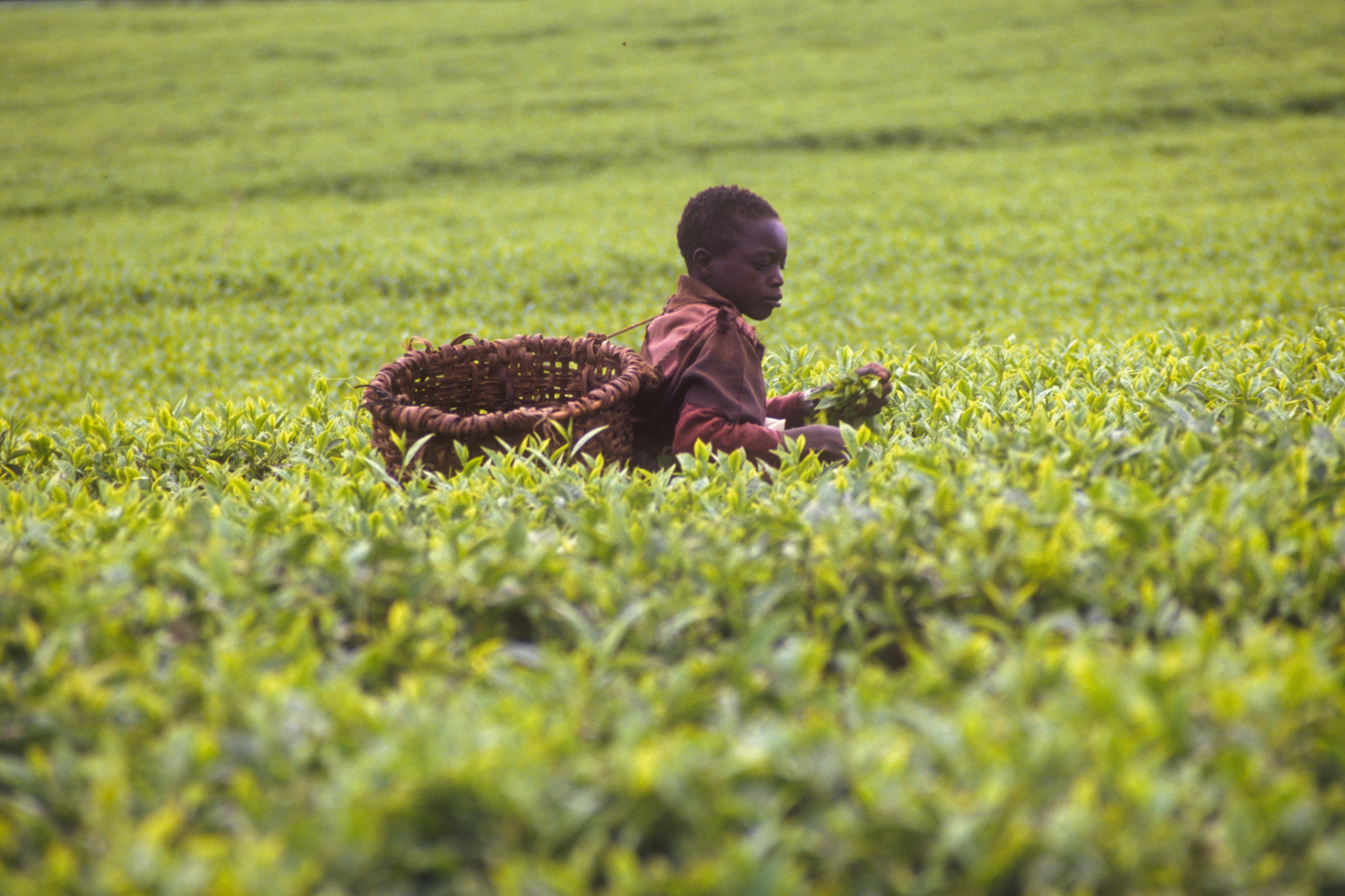 Young child sitting in a tea field with a basket in Kenya