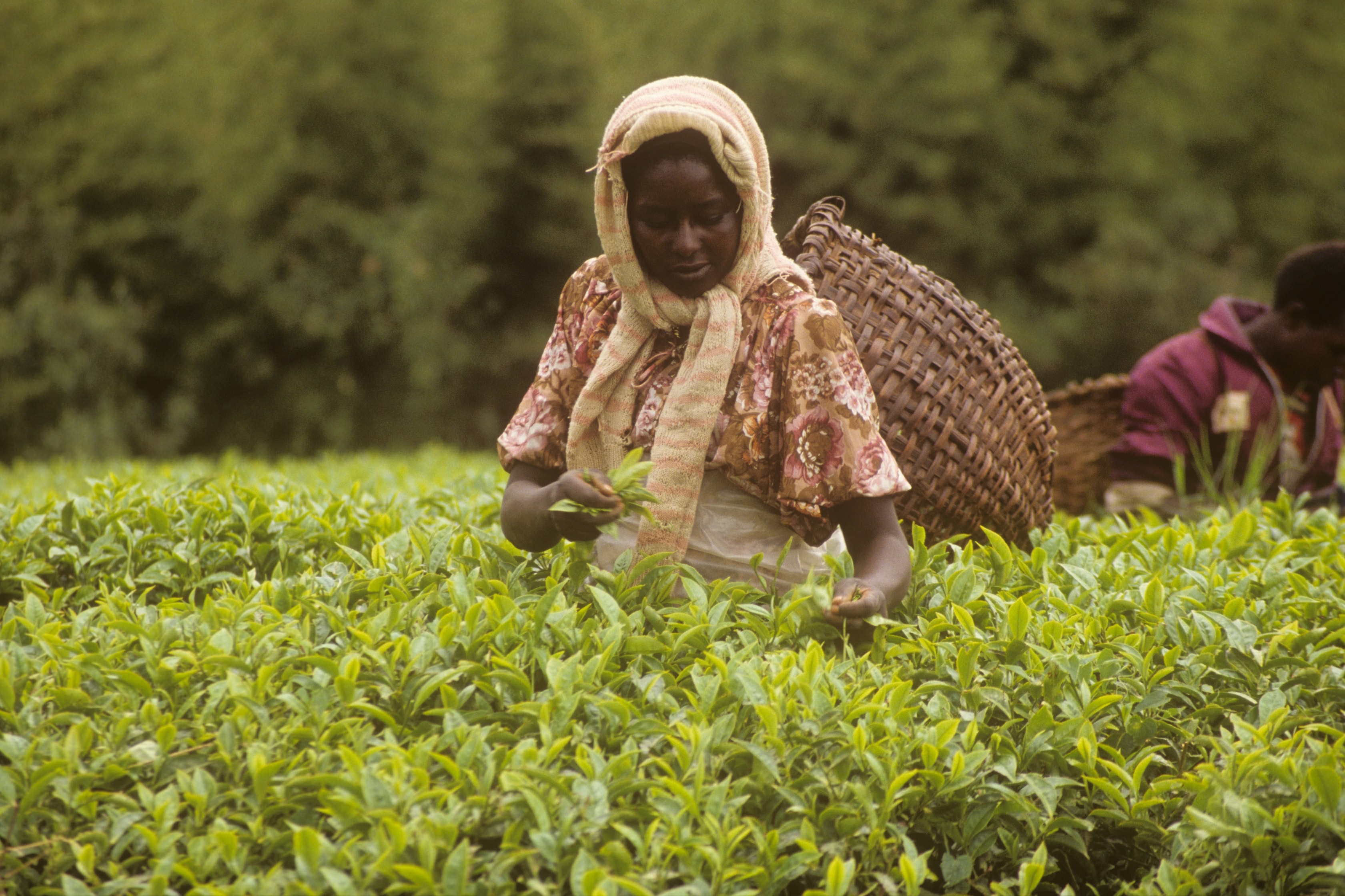 Woman picking tea leaves in a lush green tea field in Kenya